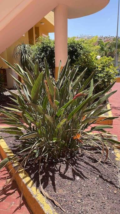 Costa Adeje, 2 Bedrooms Apartment Εξωτερικό φωτογραφία